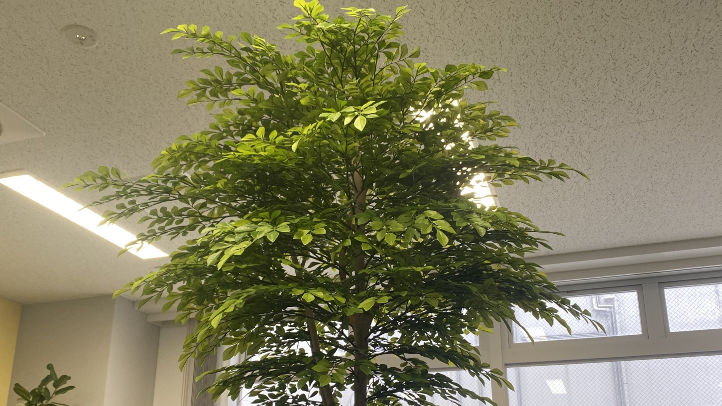 オフィスの移転・テクドリ秋葉原本校の開校のお祝いにシンボルツリーをいただきました【東京オフィス】