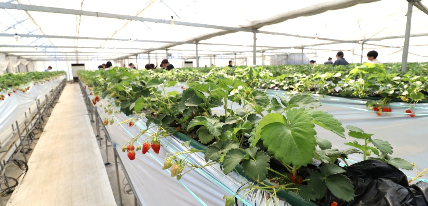 【2025年4月】いちご狩りを開催しました【府中いちご狩り園】