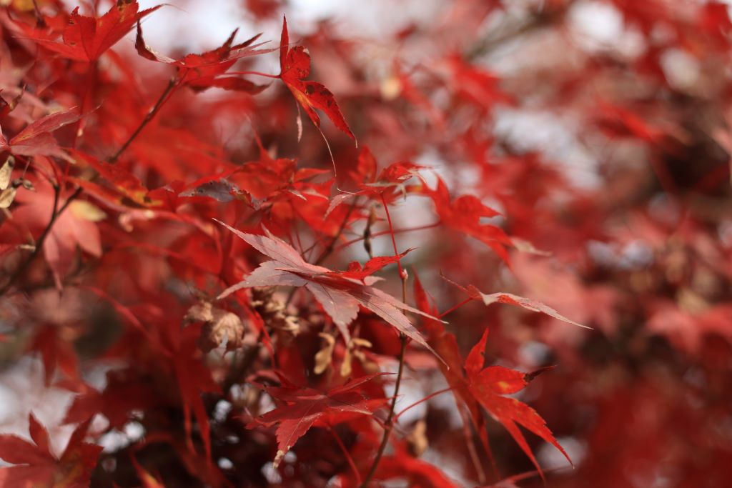 紅葉